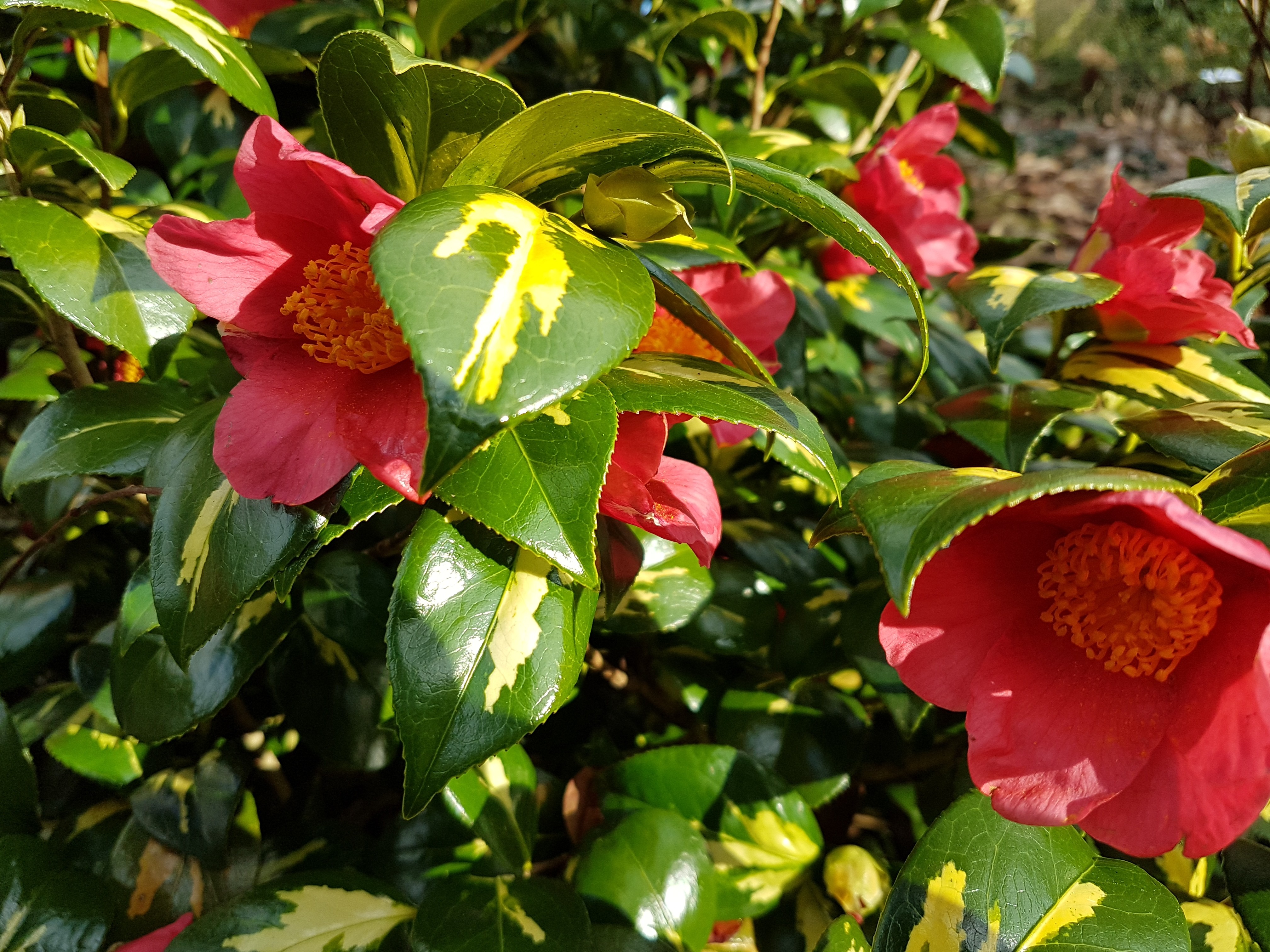 Camellia japonica ssp. rusticana 'Hôgyoku'