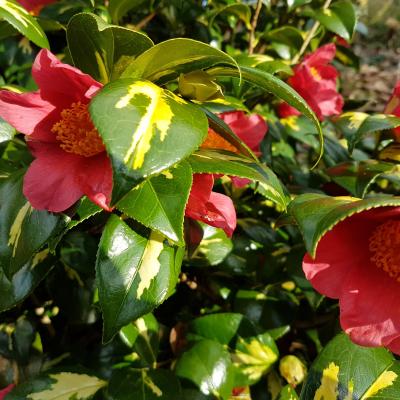 Camellia japonica ssp. rusticana 'Hôgyoku'