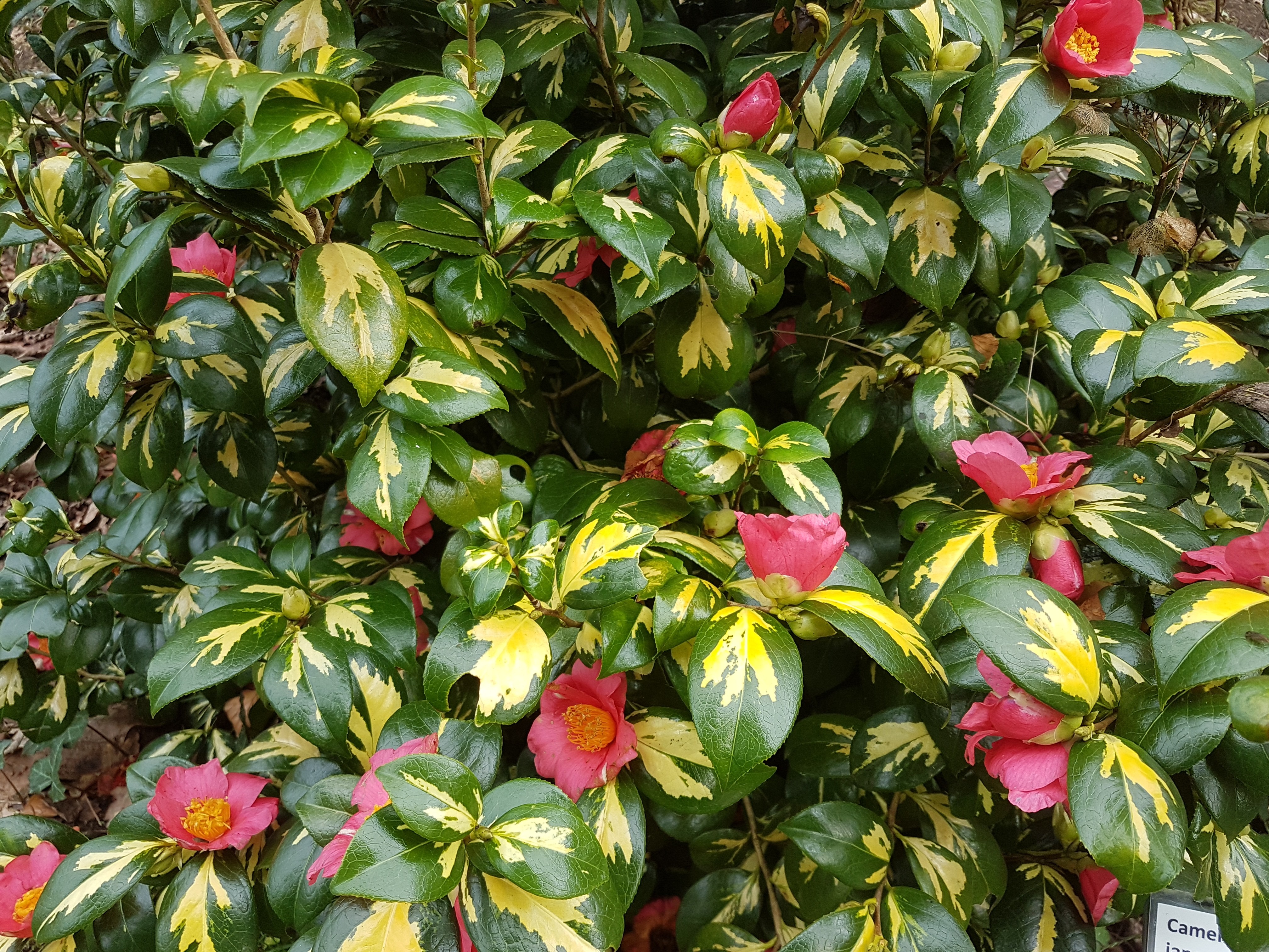 Camellia japonica ssp. rusticana 'Hôgyoku'