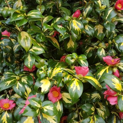 Camellia japonica ssp. rusticana 'Hôgyoku'