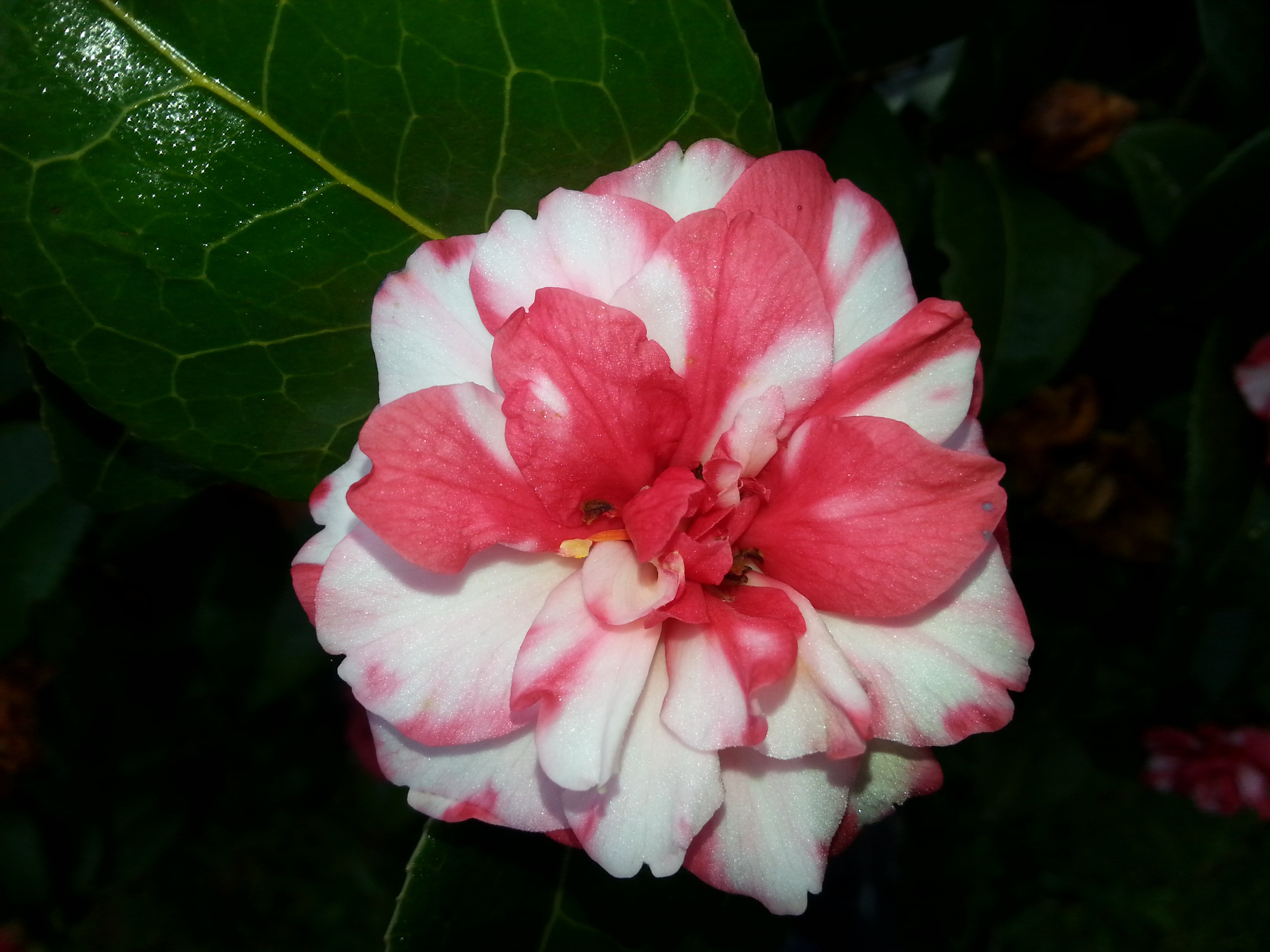Camellia japonica ssp. rusticana 'Kasuga-yama'