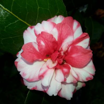 Camellia japonica ssp. rusticana 'Kasuga-yama'