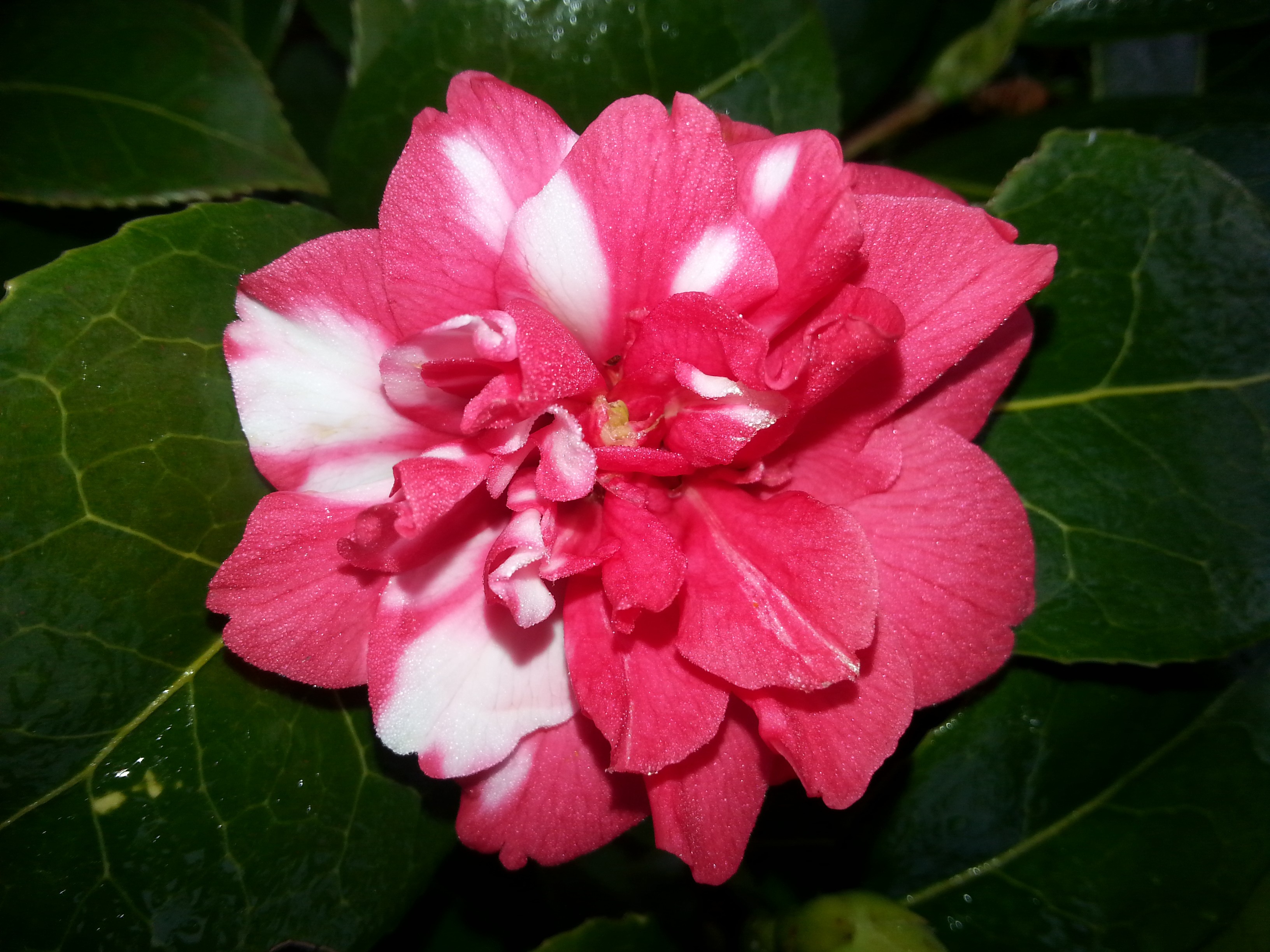 Camellia japonica ssp. rusticana 'Kasuga-yama'