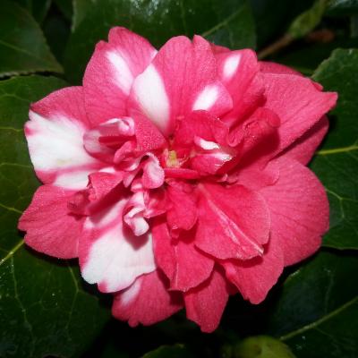 Camellia japonica ssp. rusticana 'Kasuga-yama'