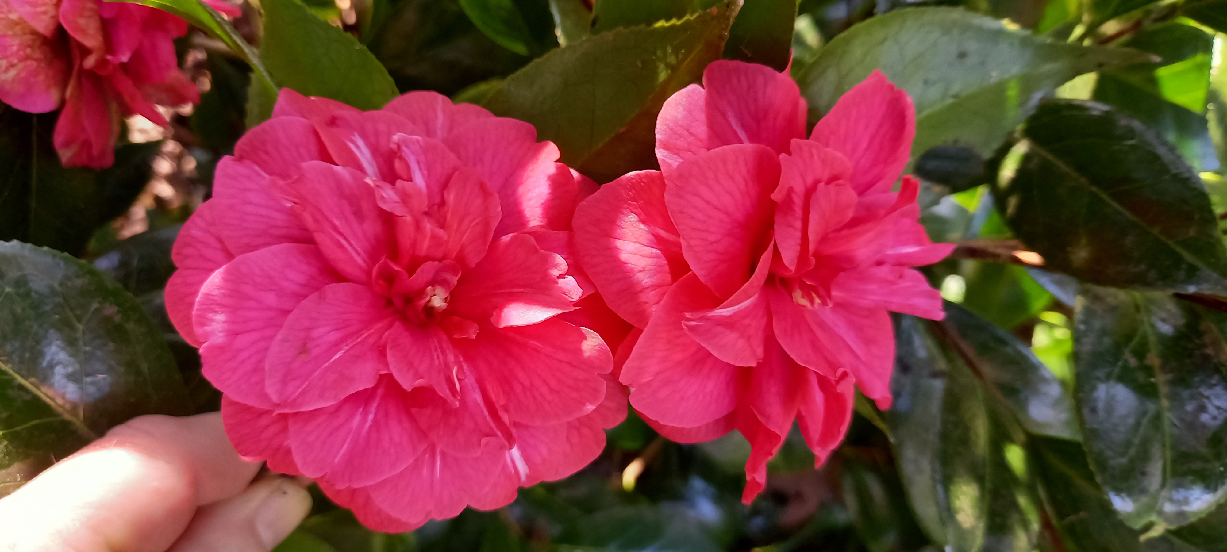 Camellia japonica ssp. rusticana 'Kasuga-yama'