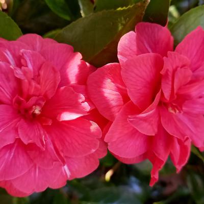 Camellia japonica ssp. rusticana 'Kasuga-yama'