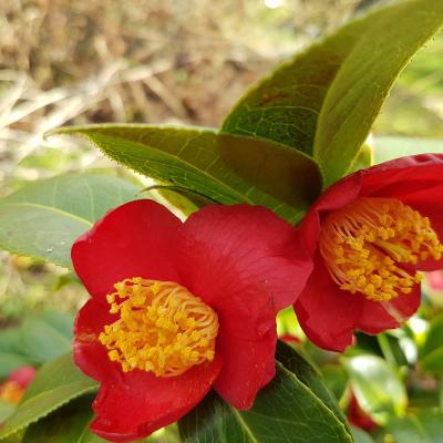 Camellia japonica ssp. rusticana 'Reigyoku'