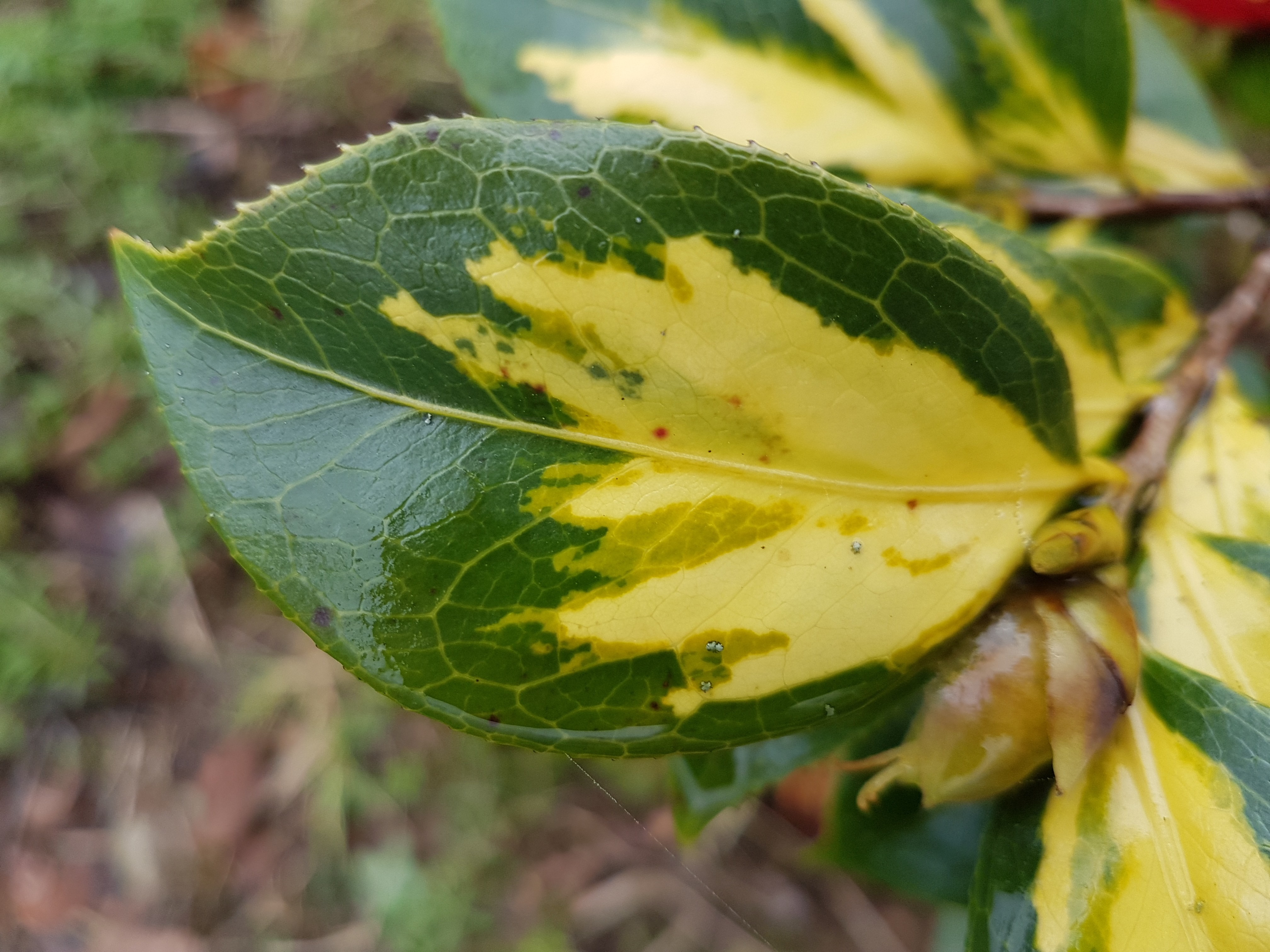 Camellia japonica ssp. rusticana 'Reigyoku'