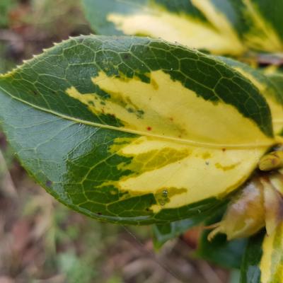 Camellia japonica ssp. rusticana 'Reigyoku'