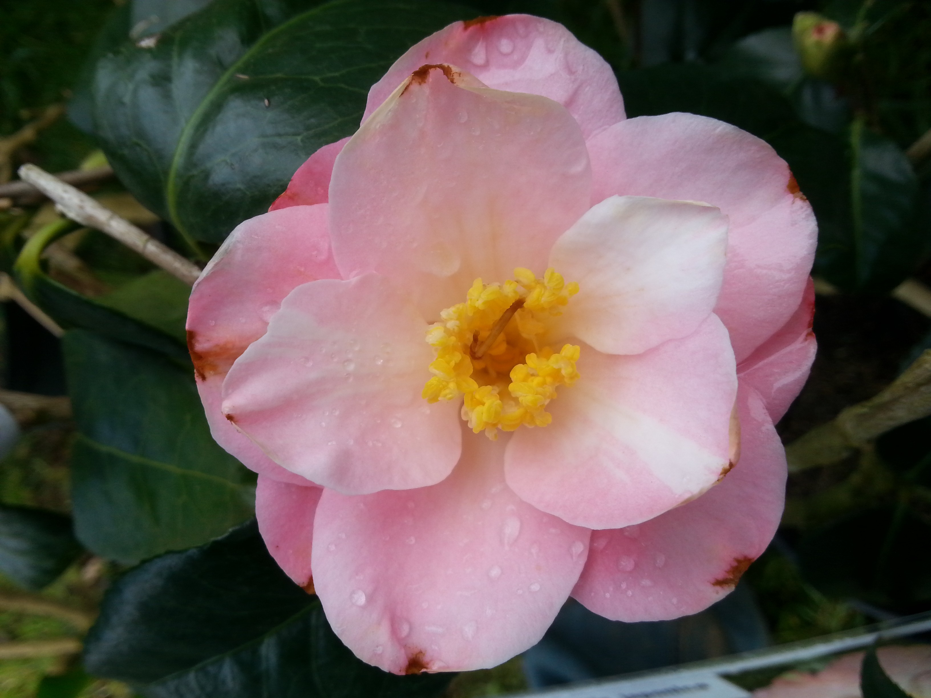 Camellia japonica 'Sunny Side'