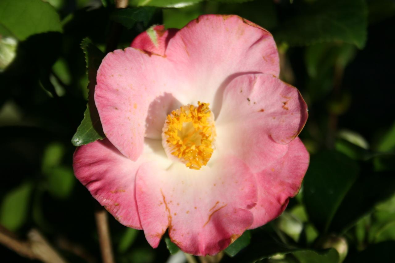 Camellia japonica 'Sunny Side'