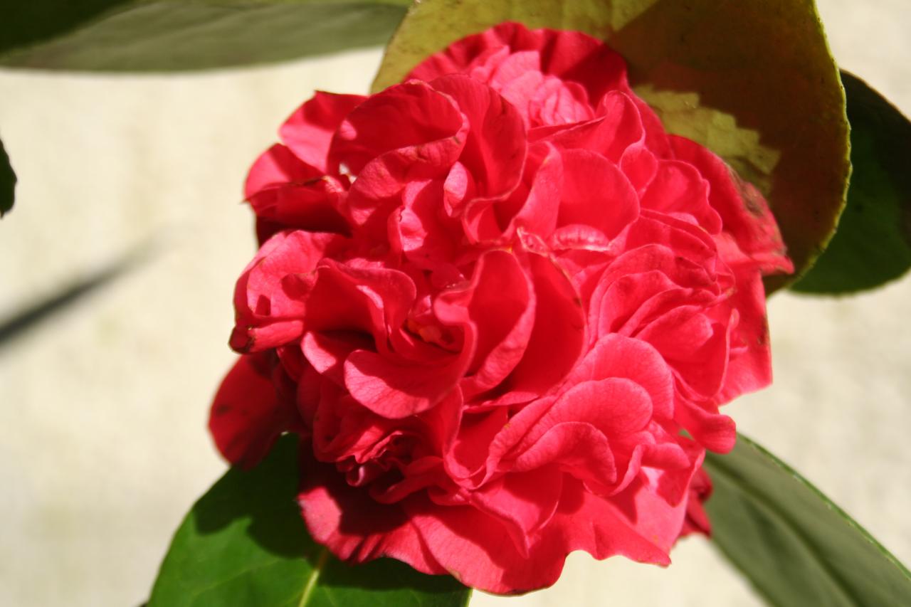 Camellia japonica 'Sylvie'