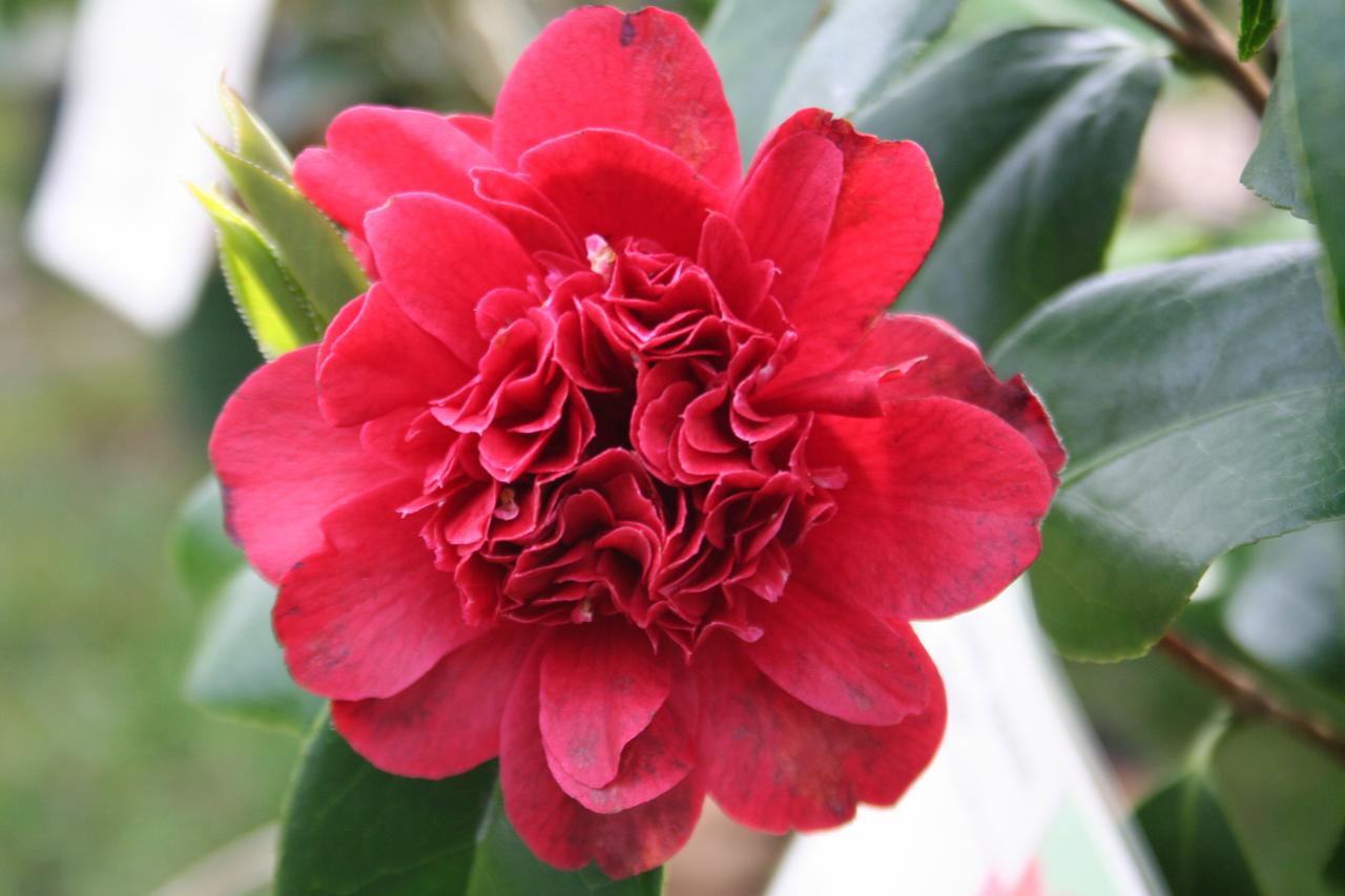 Camellia japonica 'Takanini'