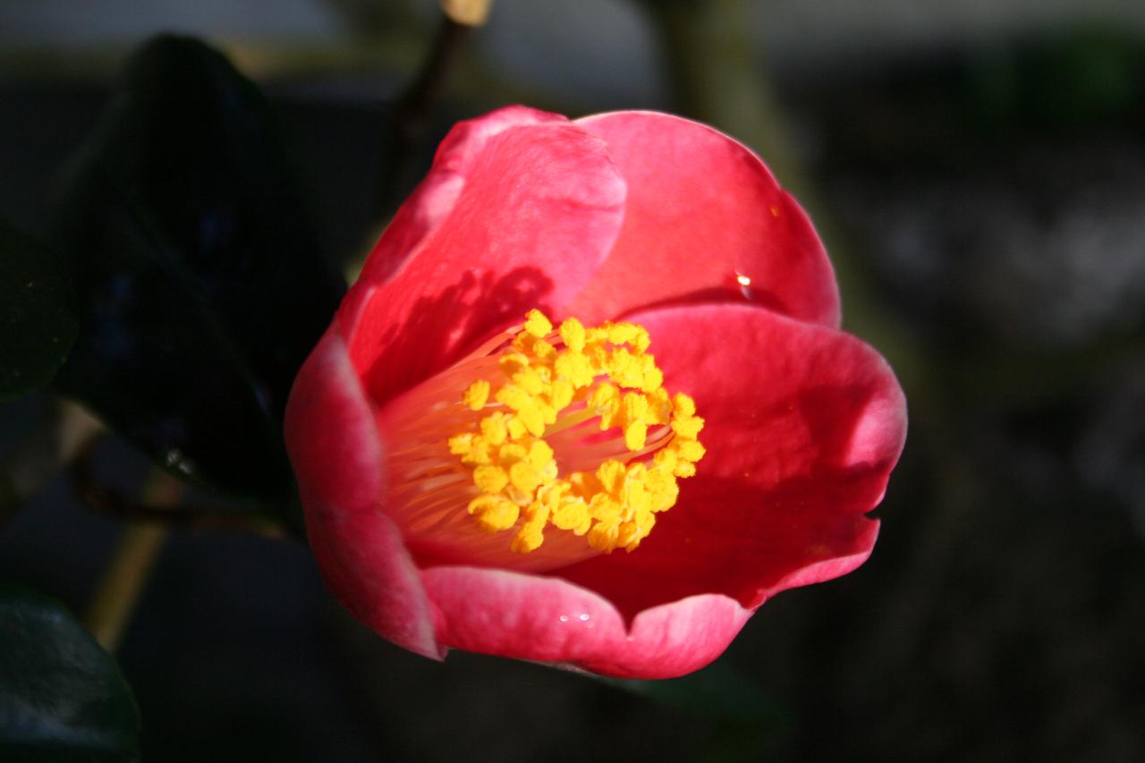 Camellia japonica 'Tama-no-ura'