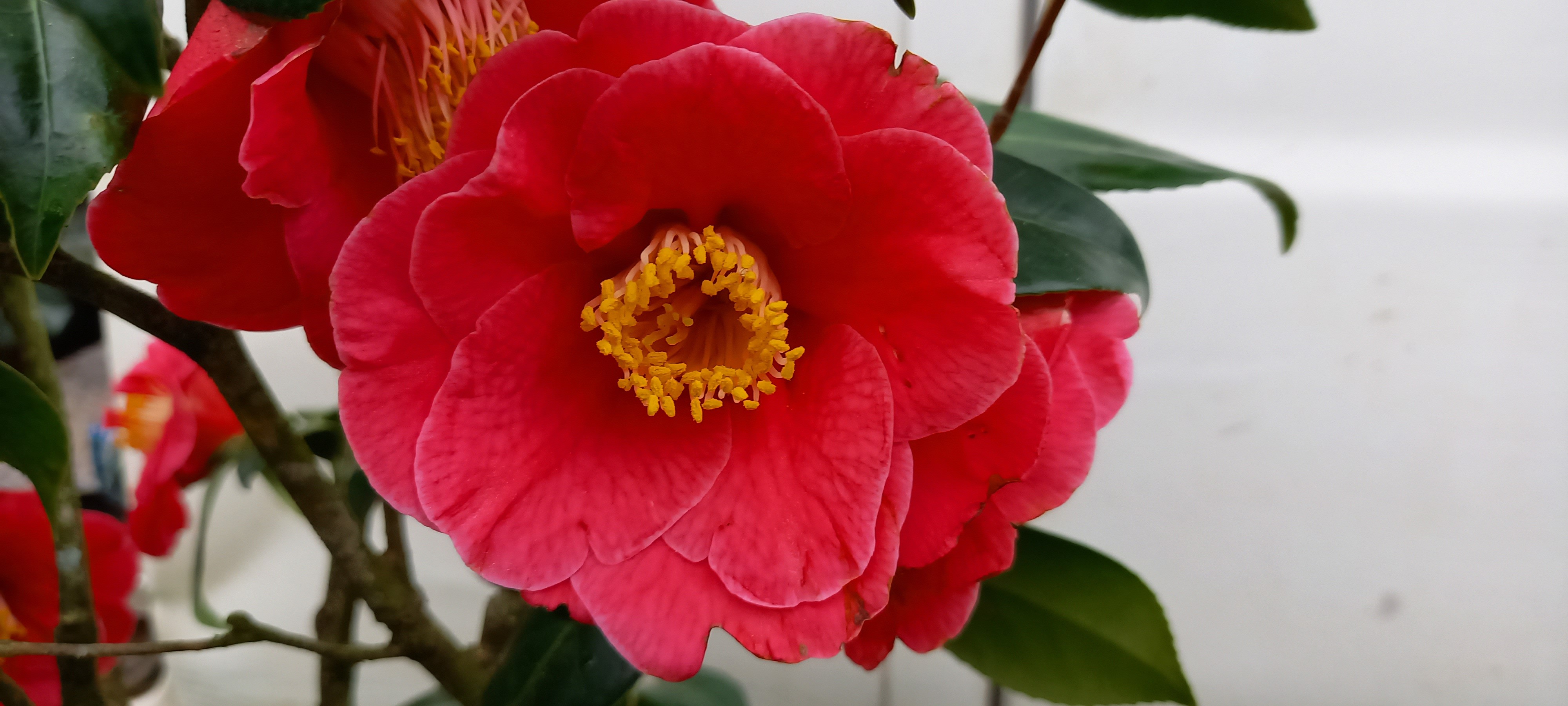 Camellia japonica 'The Czar'