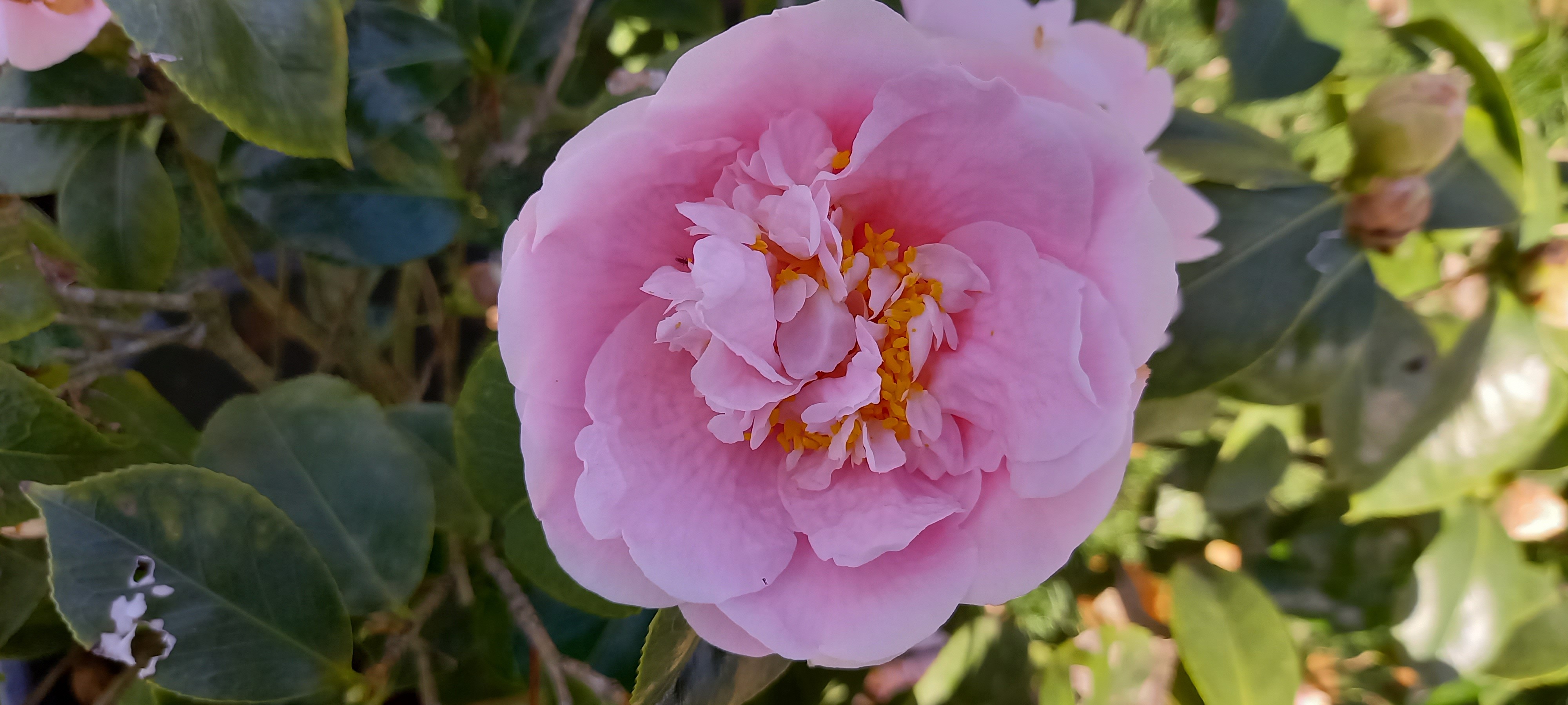 Camellia japonica 'Tiffany'