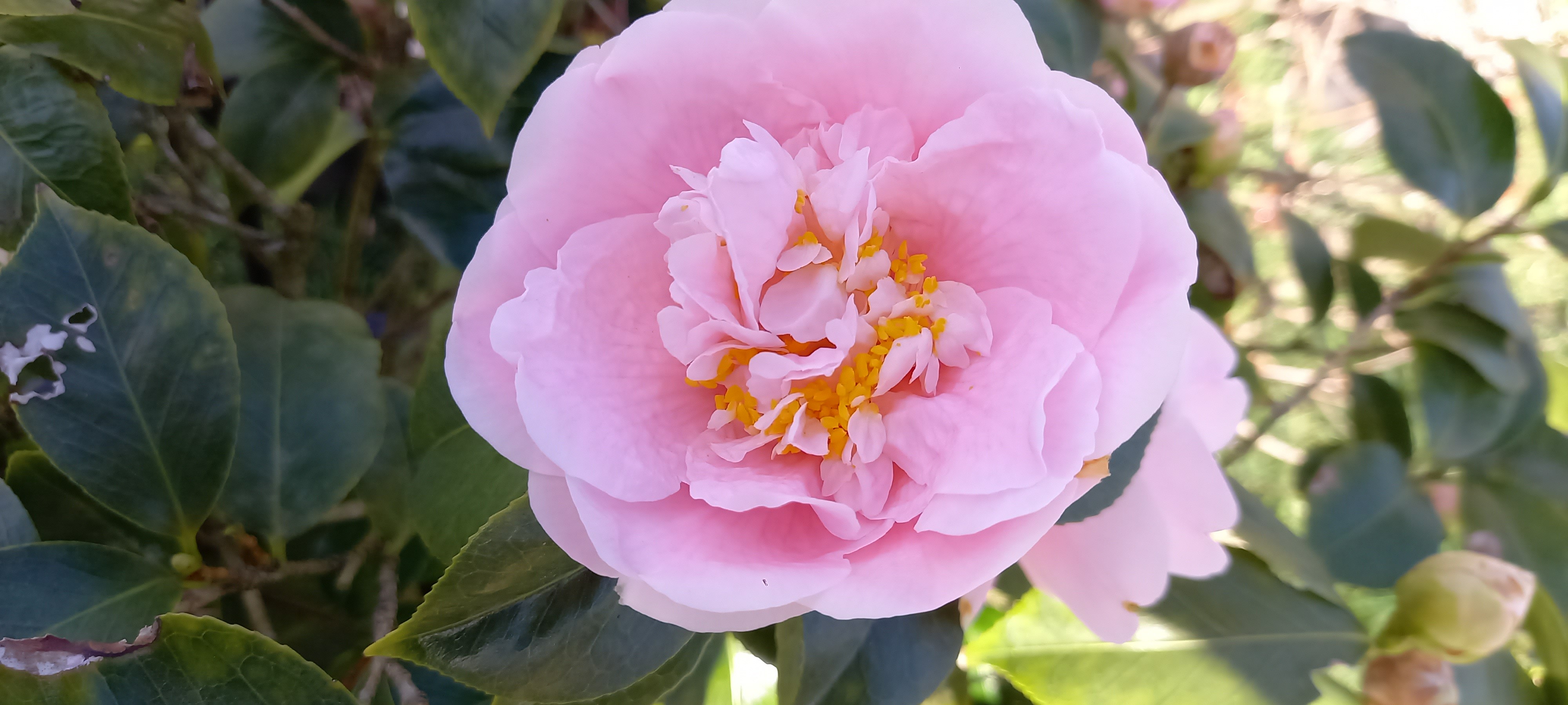 Camellia japonica 'Tiffany'