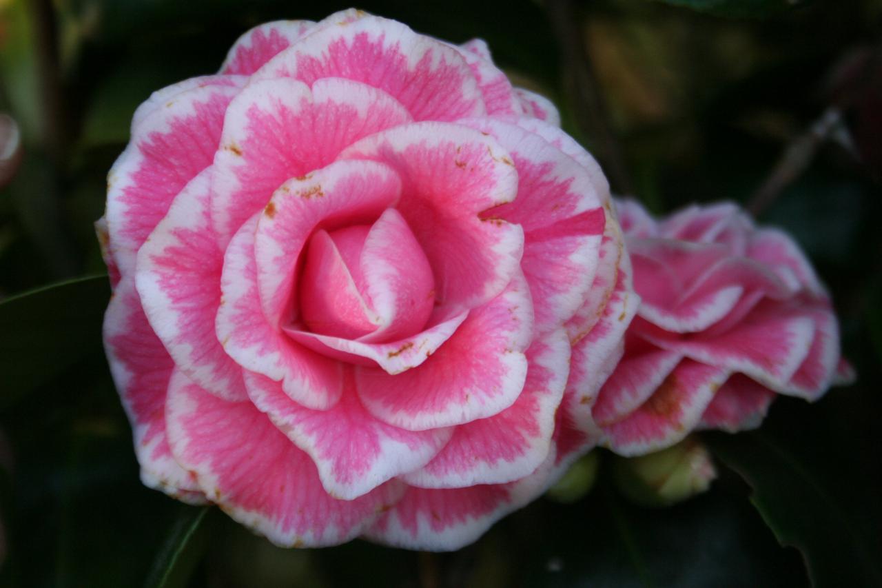 Camellia japonica 'Tom Pouce'