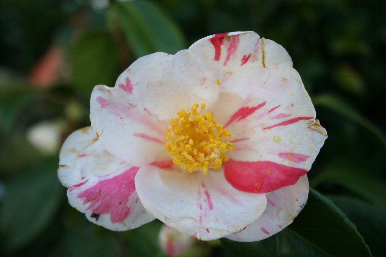 Camellia japonica 'Tricolor de Siebold'