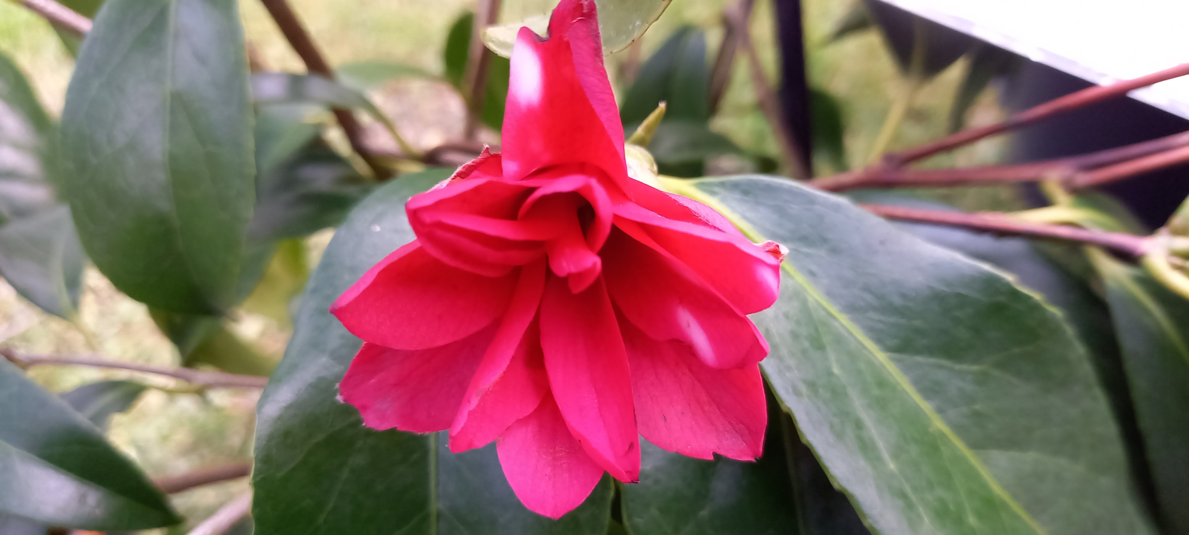 Camellia japonica 'Tsuta-no-hosomichi-shira-yuri' rouge