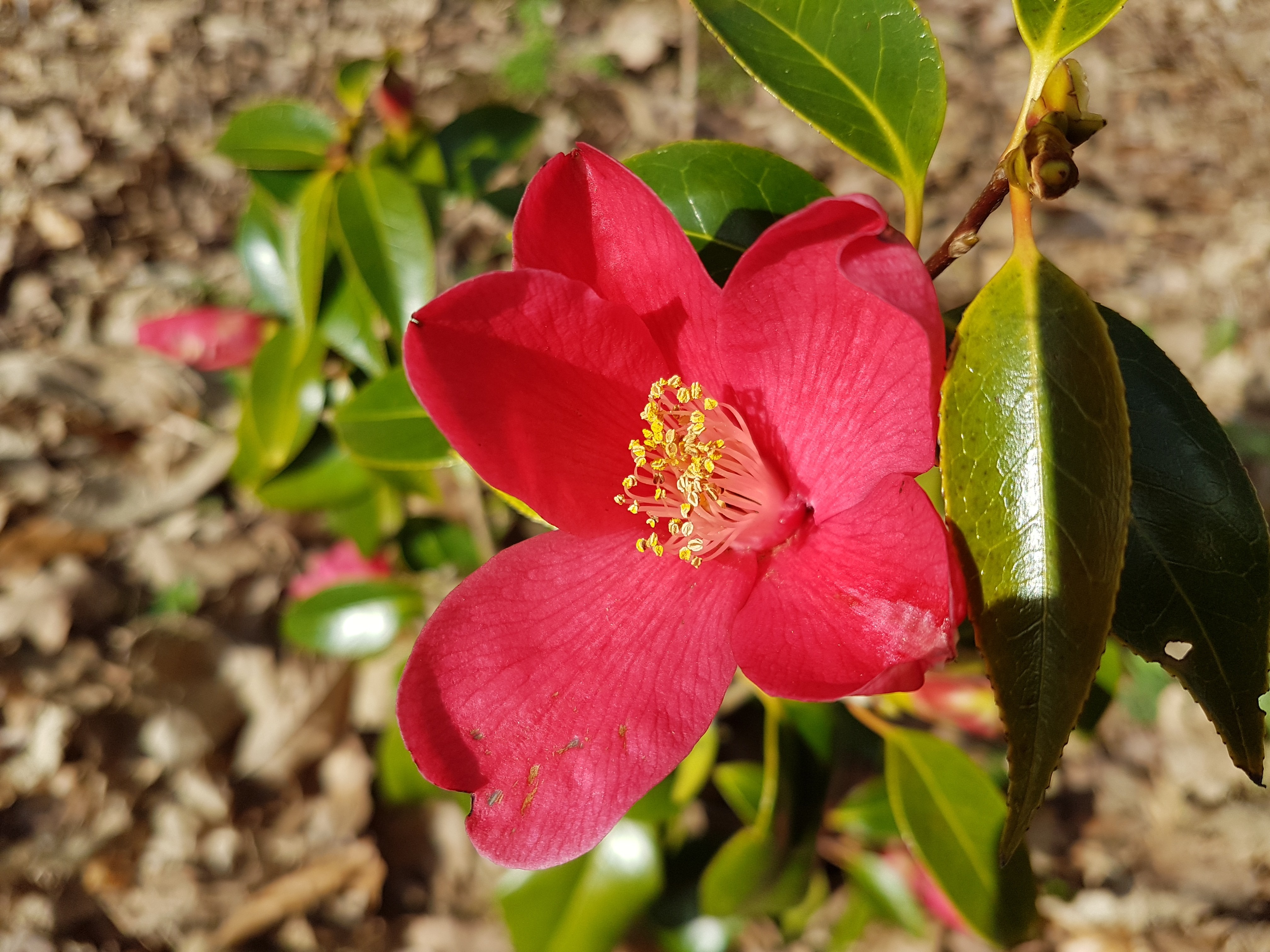 Camellia japonica 'Tsuta-no-hosomichi-shira-yuri' rouge