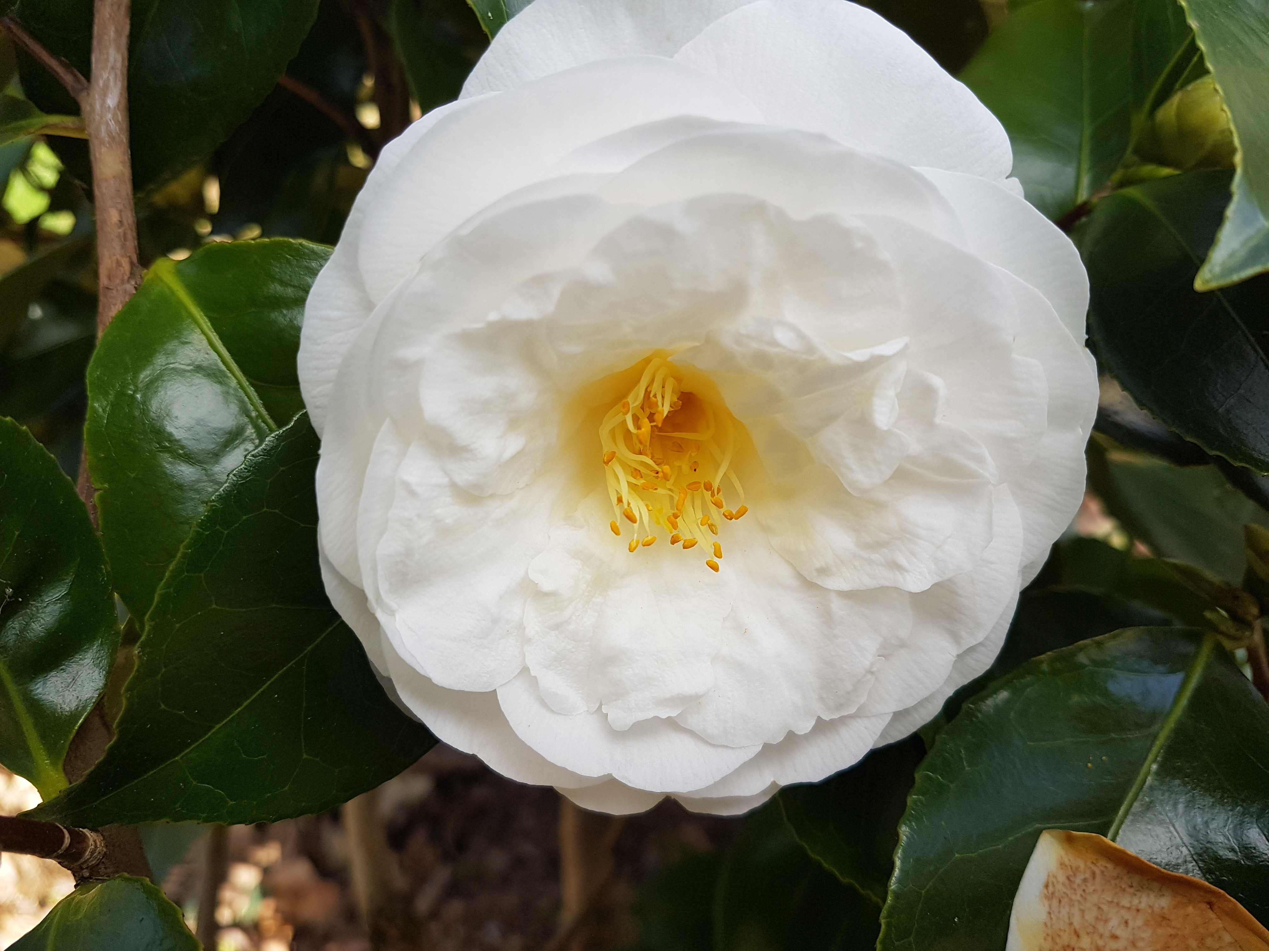 Camellia japonica 'Victor de Bisschop'