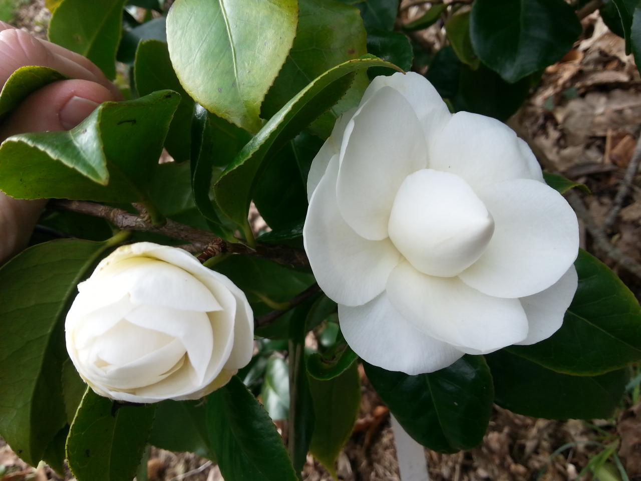 Camellia japonica 'Victor de Bisschop'