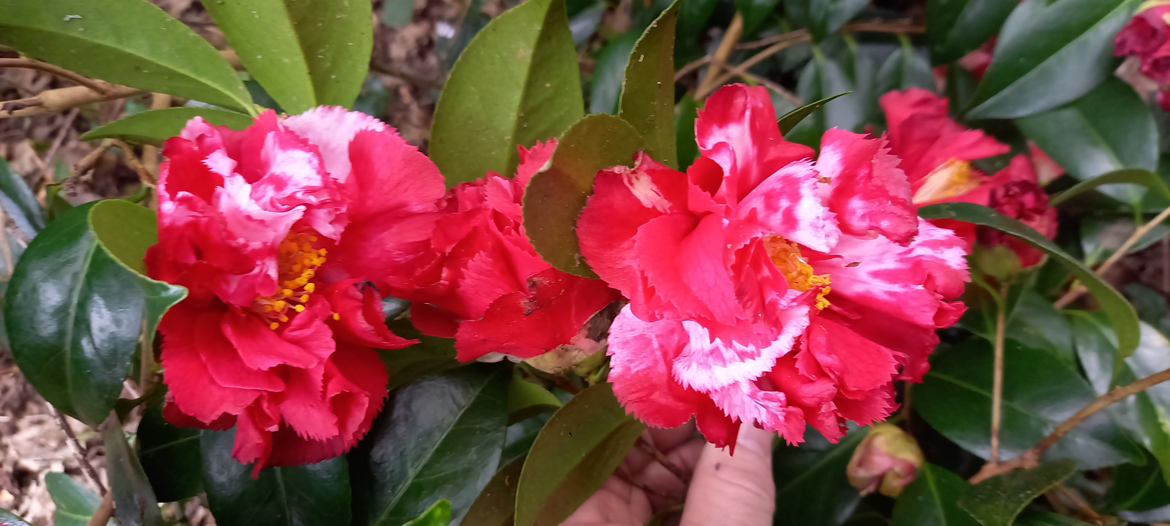 Camellia japonica 'Ville de Nantes'