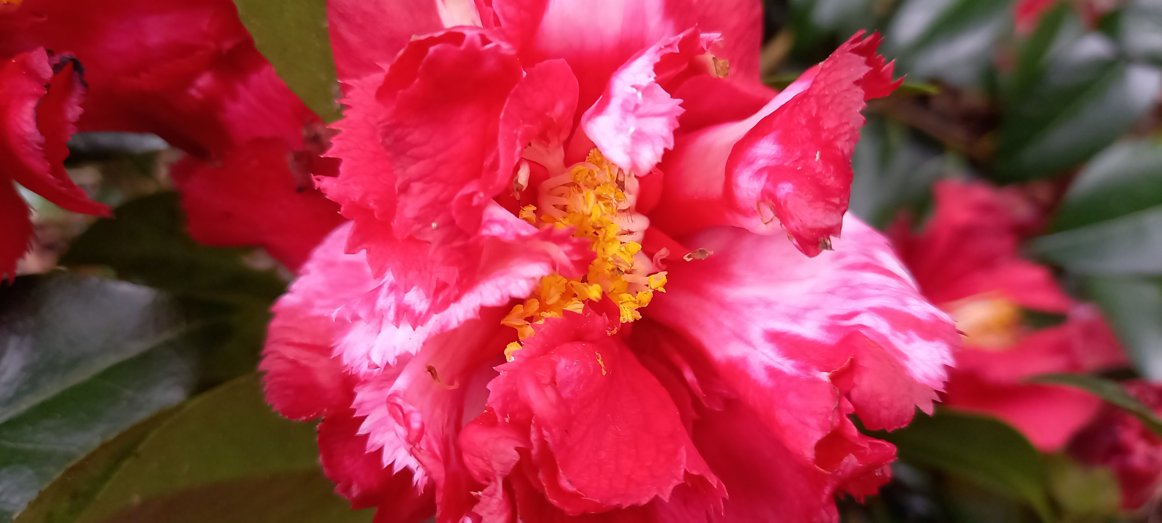 Camellia japonica 'Ville de Nantes'