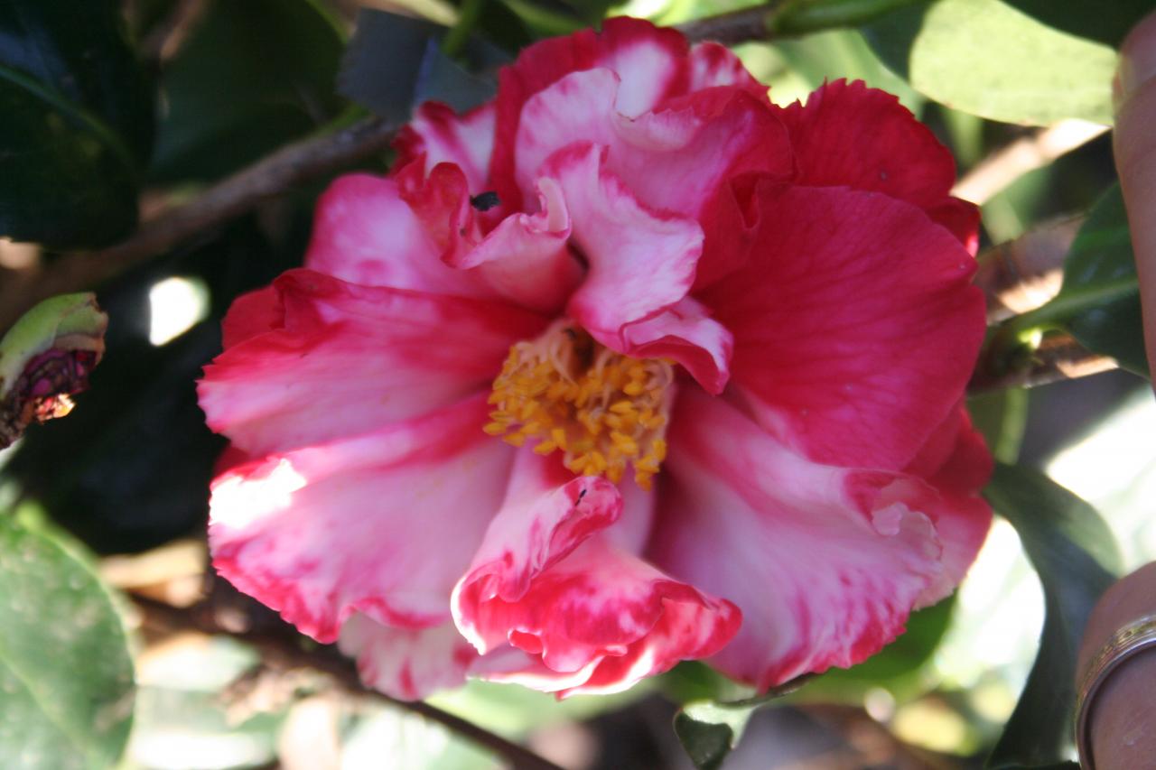 Camellia japonica 'Ville de Nantes'