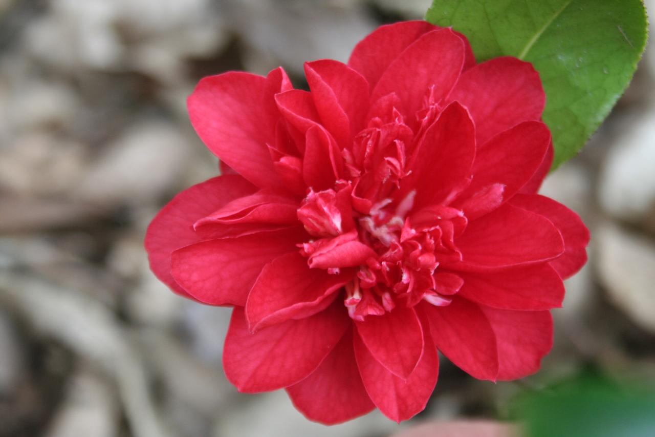 Camellia japonica 'Volcano'