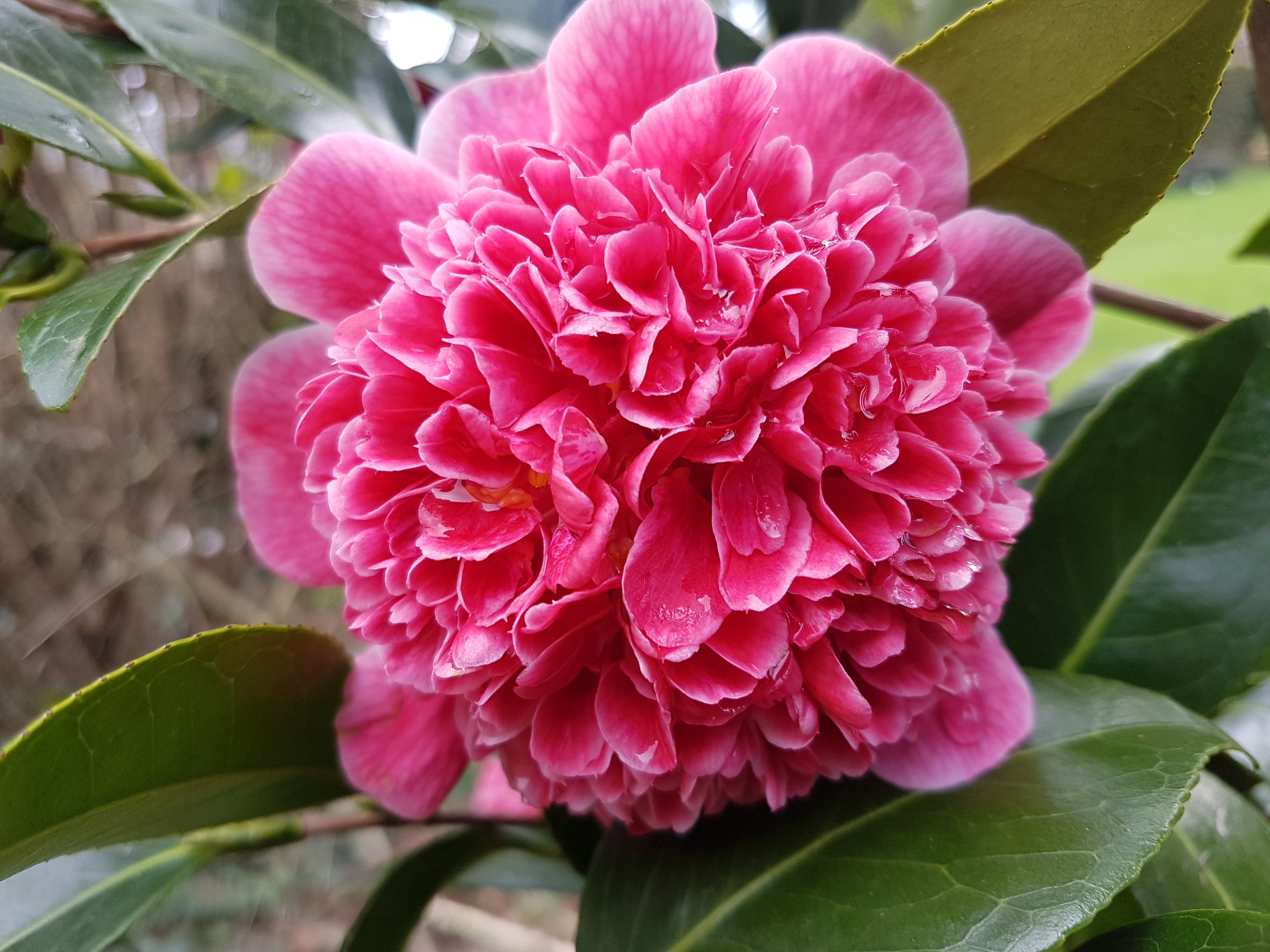 Camellia japonica 'Volunteer'