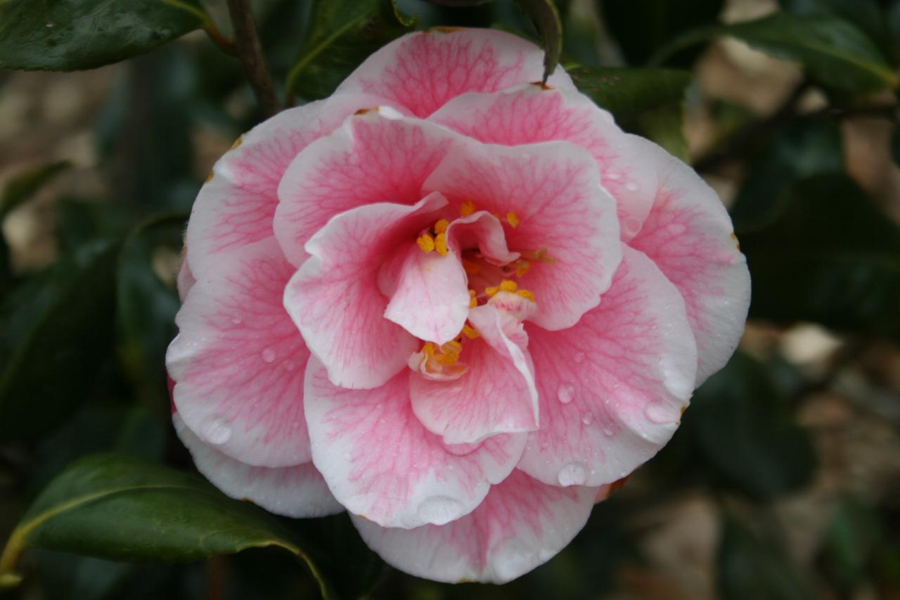 Camellia japonica 'Yours Truly'