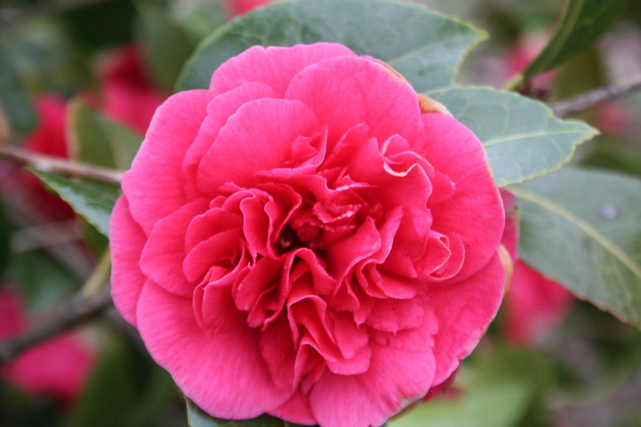 Camellia japonica 'Kramer's Supème'