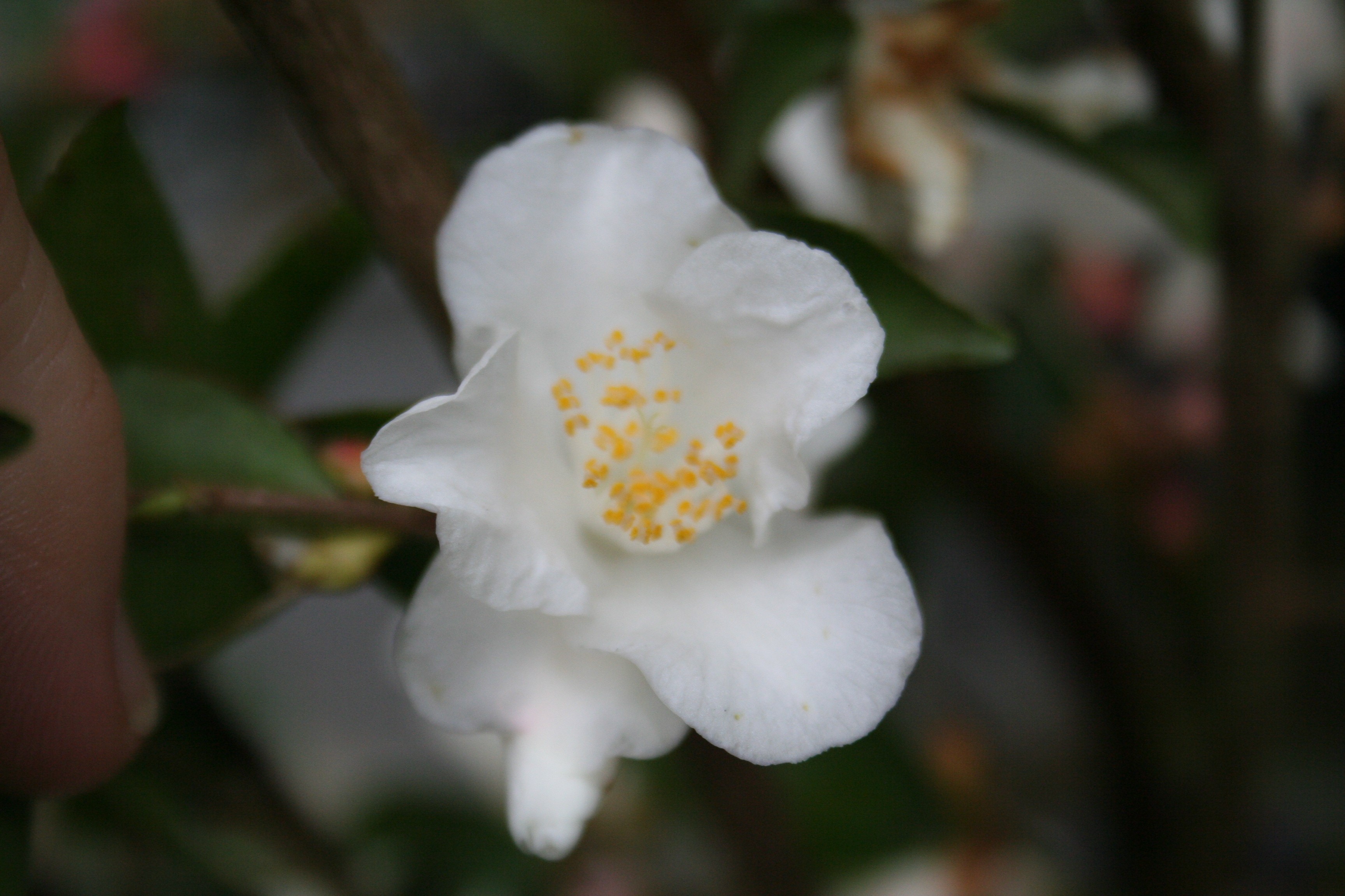 Camellia lutchuensis