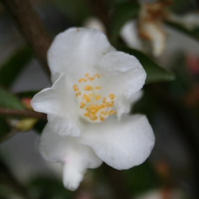 Camellia lutchuensis