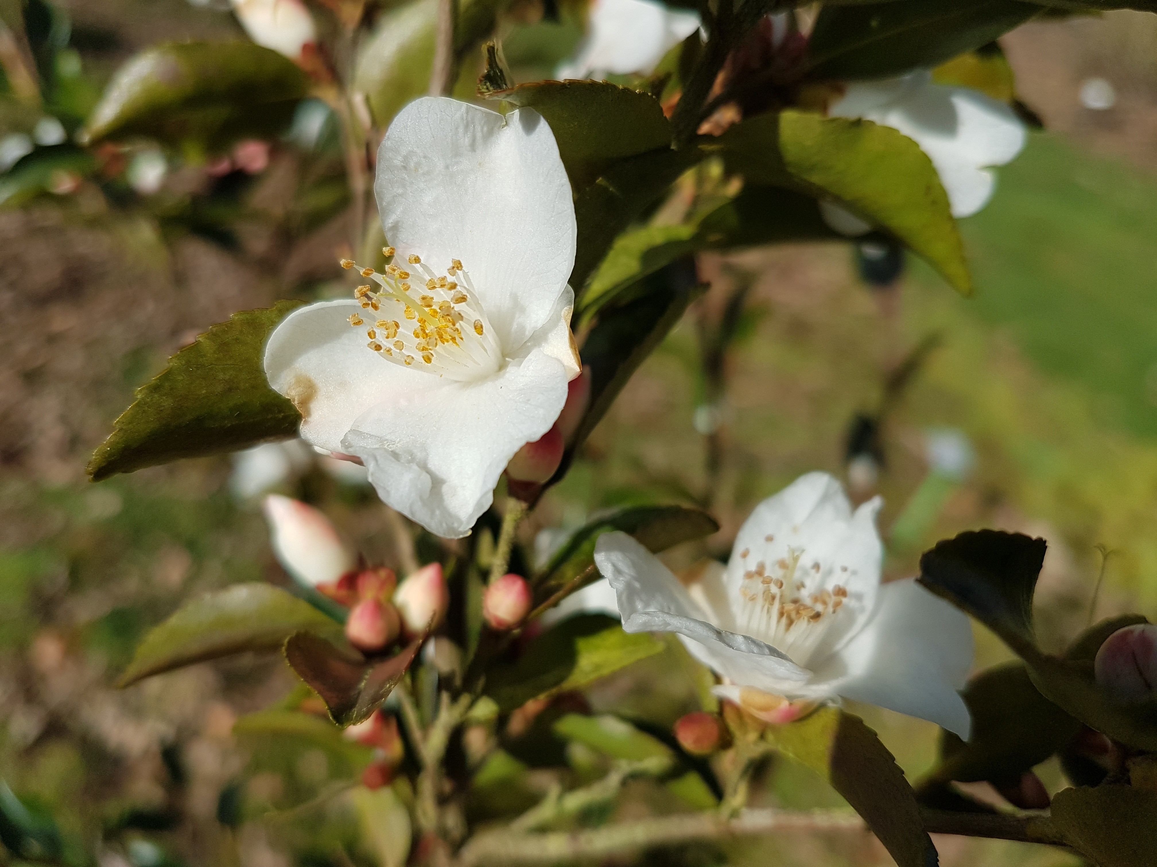 Camellia lutchuensis