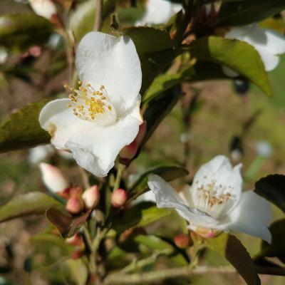 Camellia lutchuensis