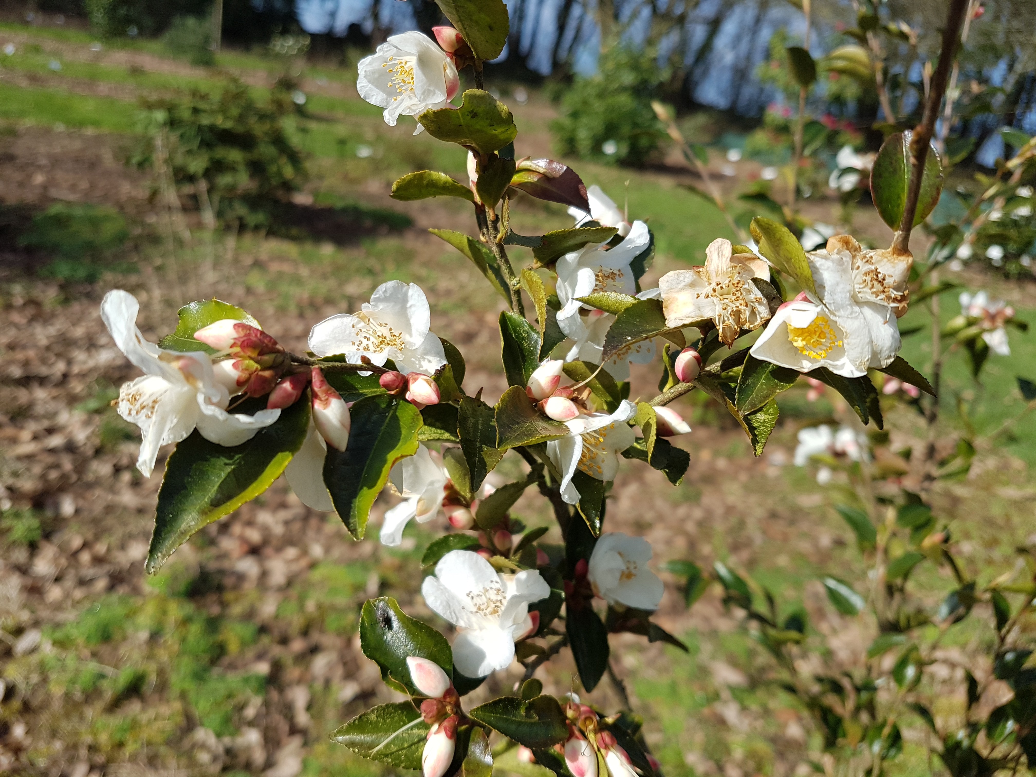 Camellia lutchuensis