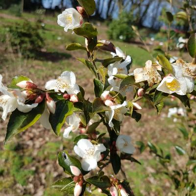 Camellia lutchuensis