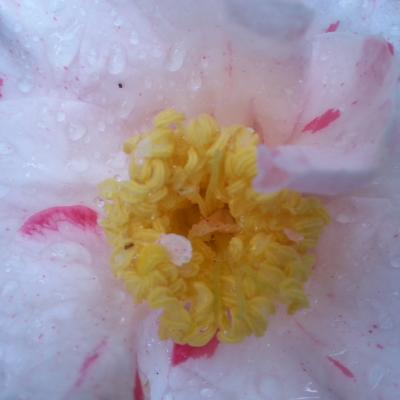 Camellia 'non nommé' C12