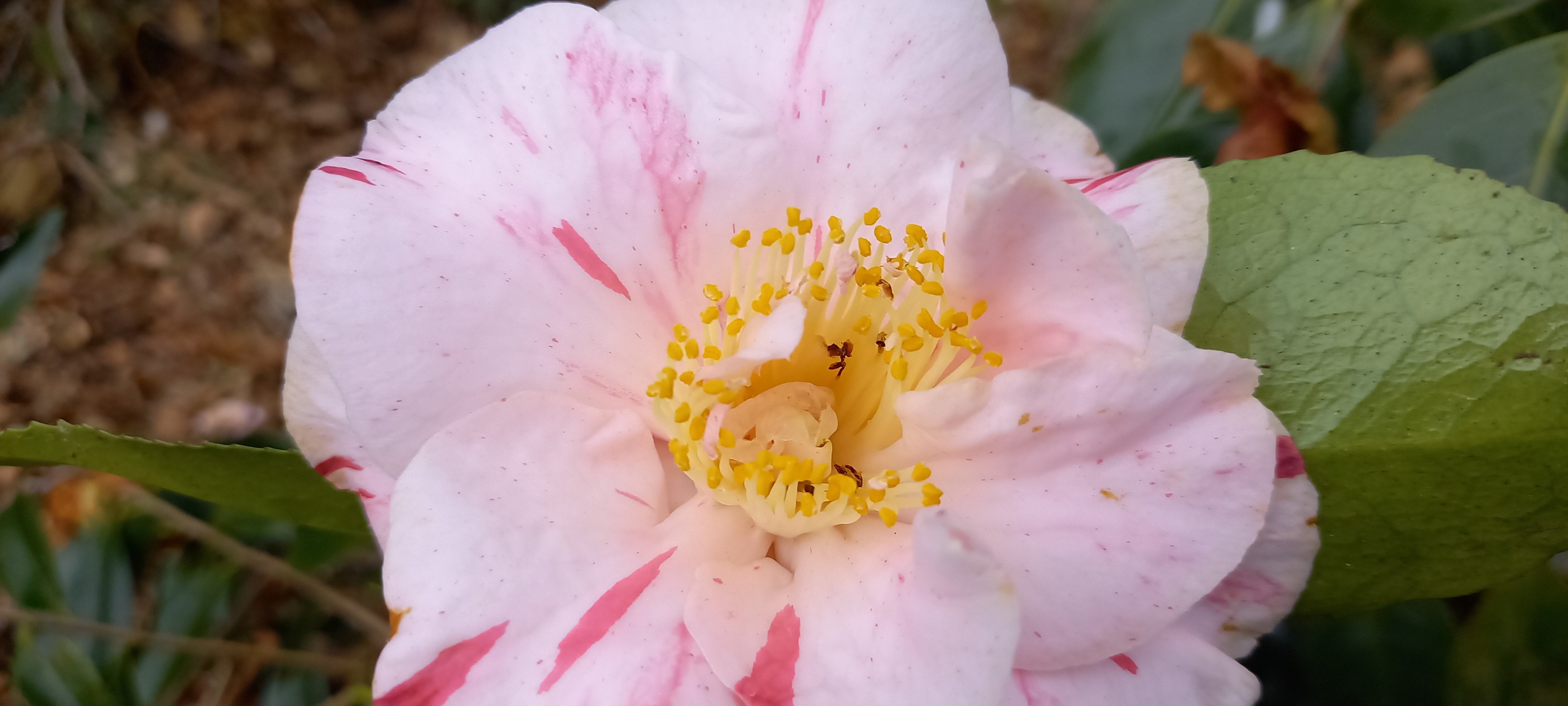 Camellia 'non nommé' C12