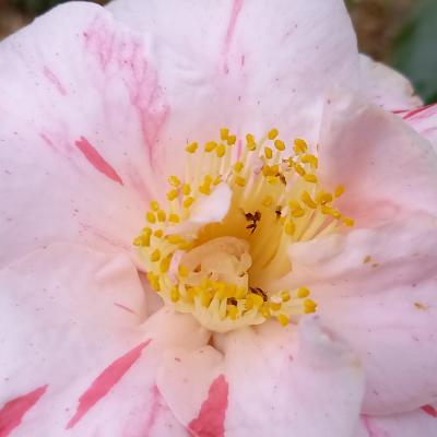 Camellia 'non nommé' C12