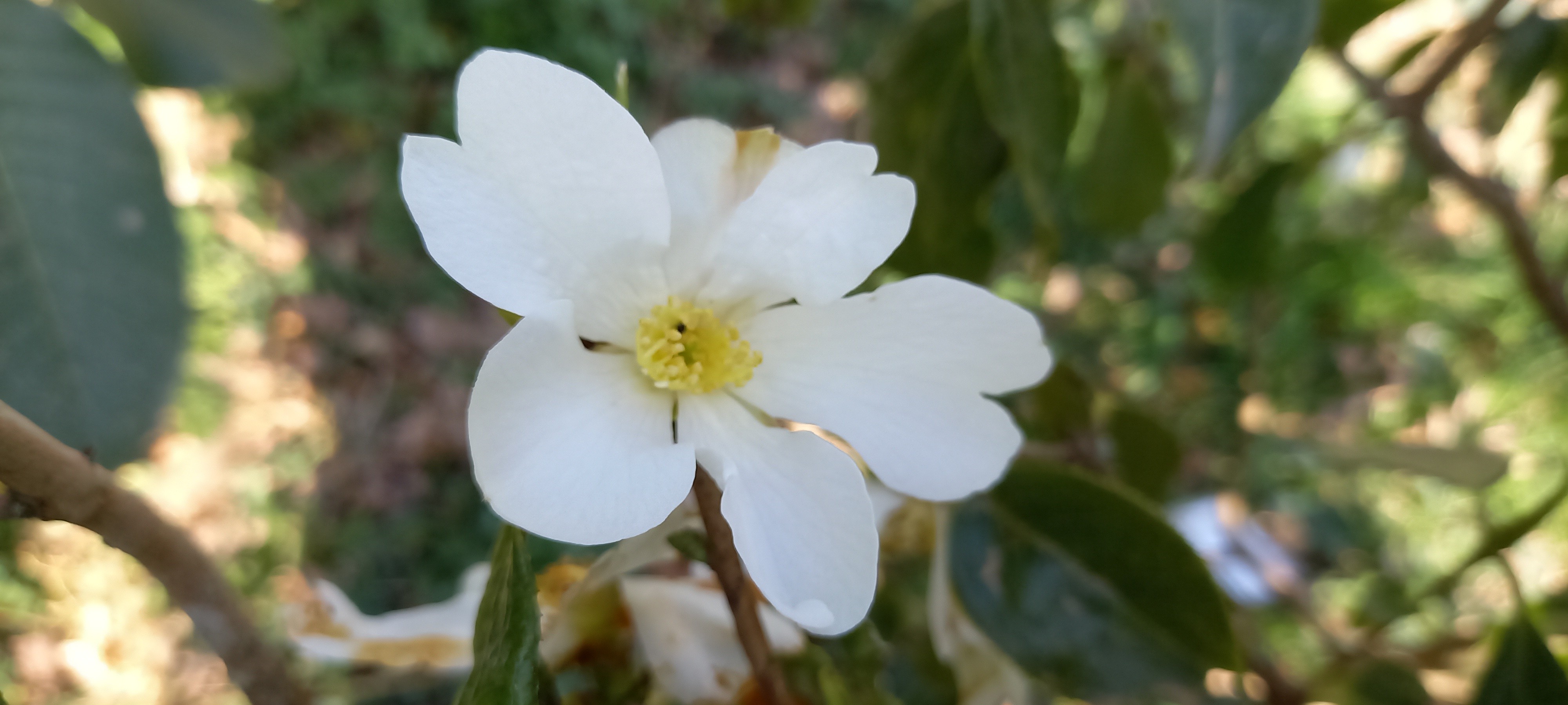 Camellia octopetala (pas certain)