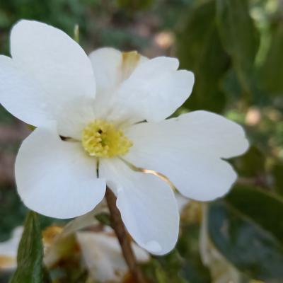 Camellia octopetala (pas certain)