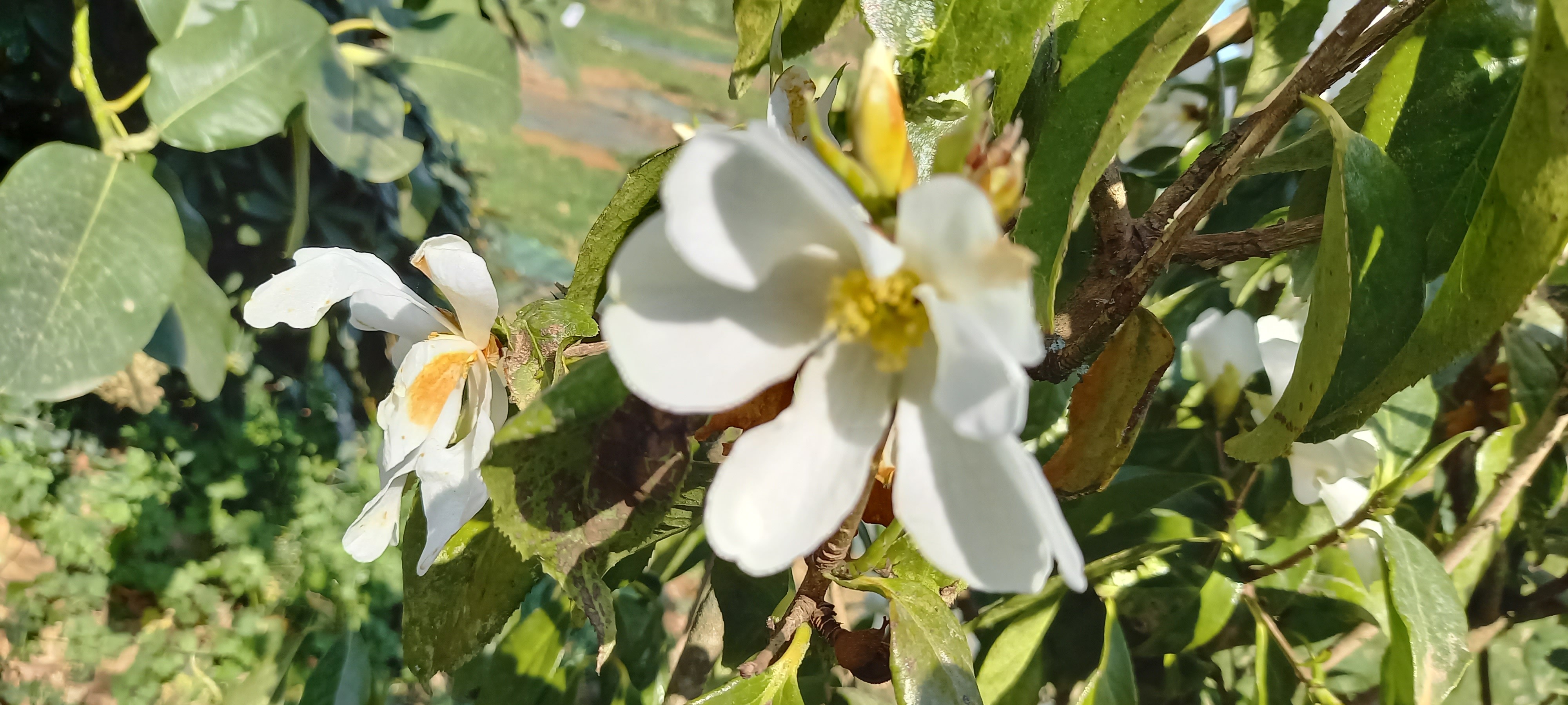 Camellia octopetala (pas certain)