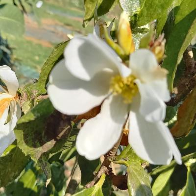 Camellia octopetala (pas certain)