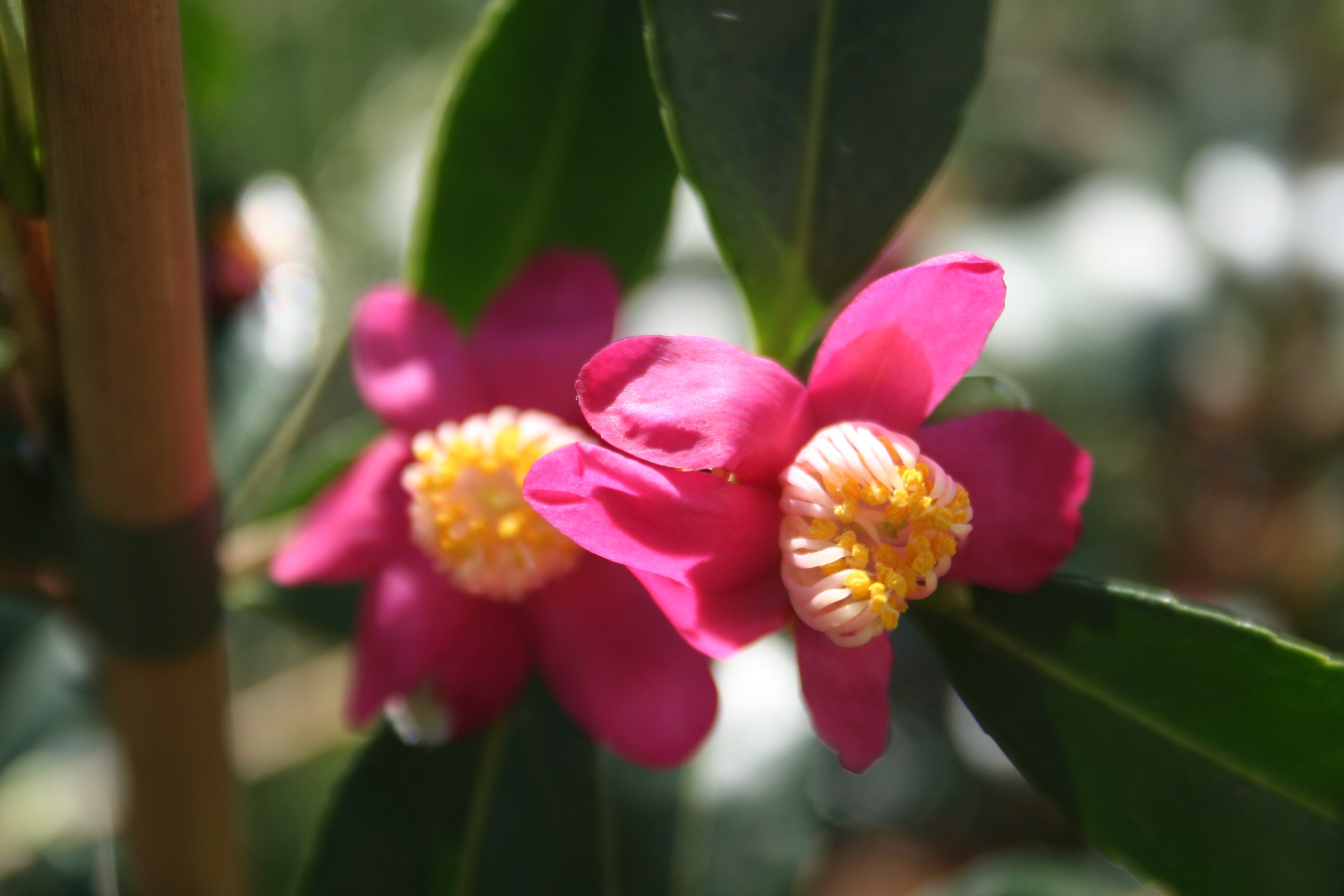 Camellia puniceiflora