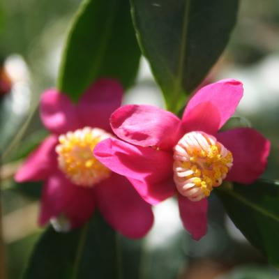 Camellia puniceiflora