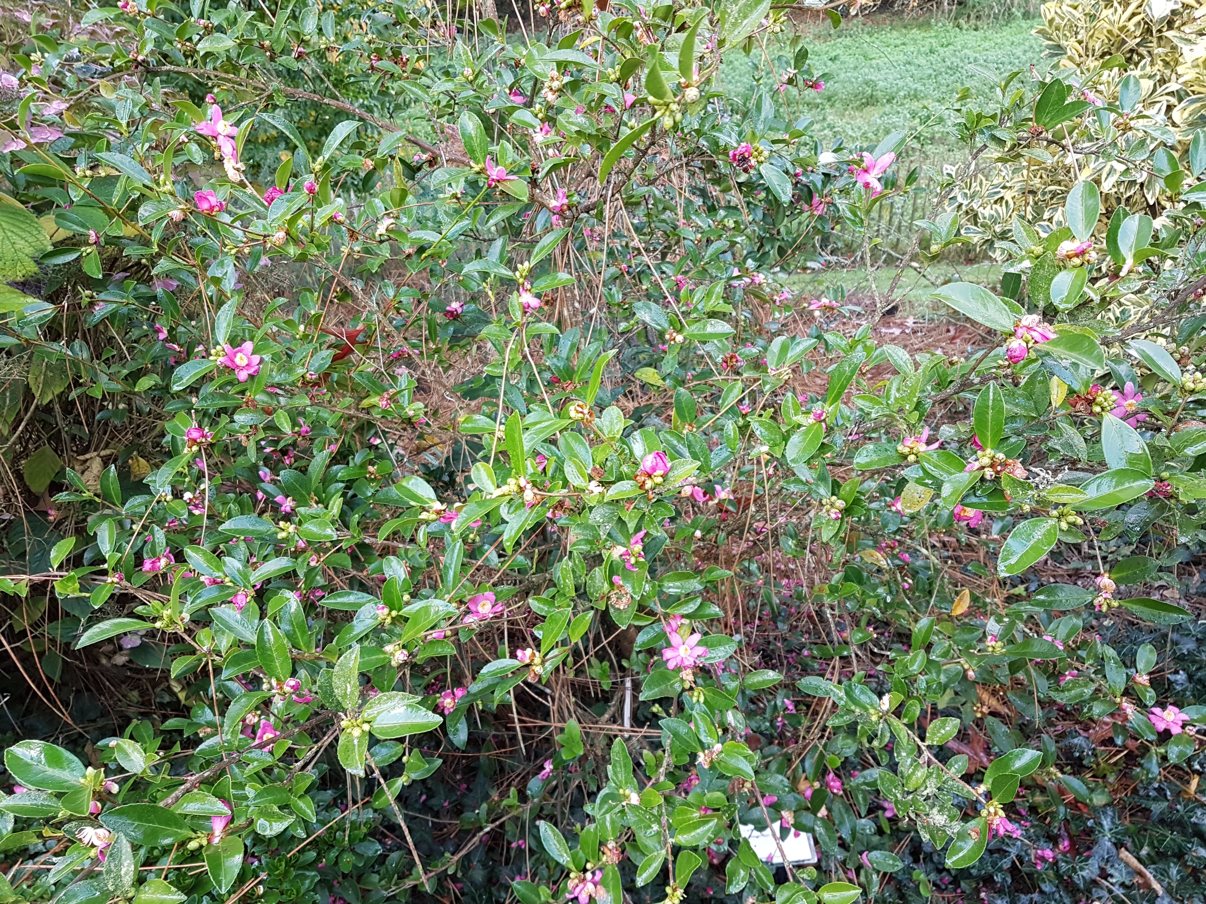 Camellia puniceiflora